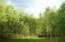 Горышкино: лесной участок 32 сотки в коттеджном поселке
