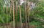 Николина гора: лесной участок 42 сотки в коттеджном поселке
