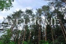 Резиденции Бенилюкс: лесной участок 39 соток в готовом охраняемом поселке